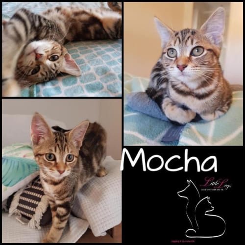 Mocha