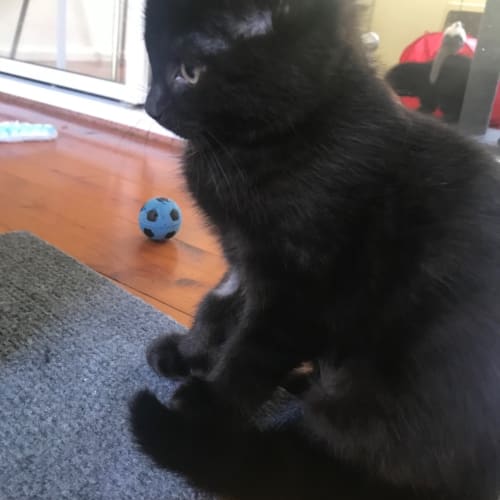 Penny