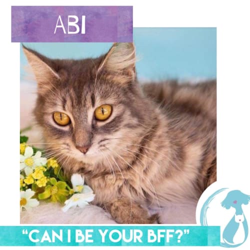 Abi