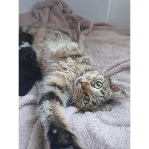 Nana ~ Tabby Cat (on trial 23/10/19)