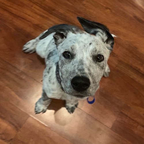 Gracie ~ Staffy x Cattle x (on trial 9/10/19)