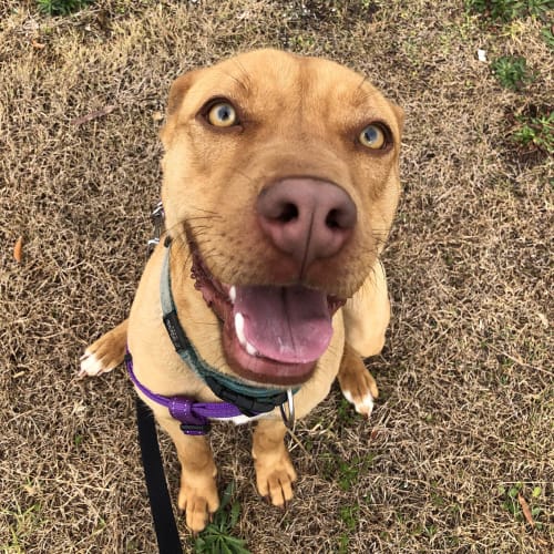 Cleo ~ Staffy x Kelpie (on trial 28/9/19)