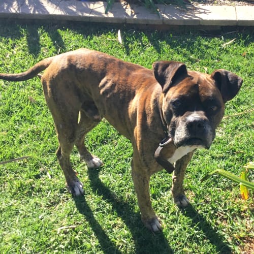 Buster