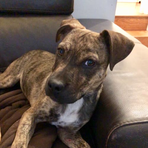 Ned (on adoption trial)