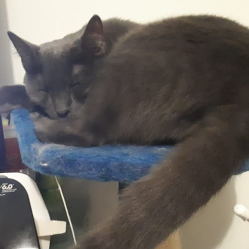 Leo