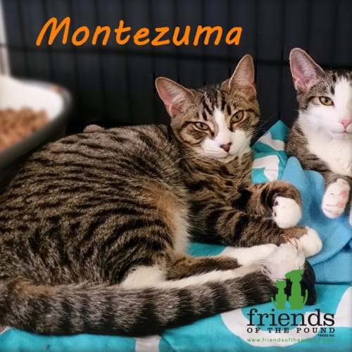Montezuma