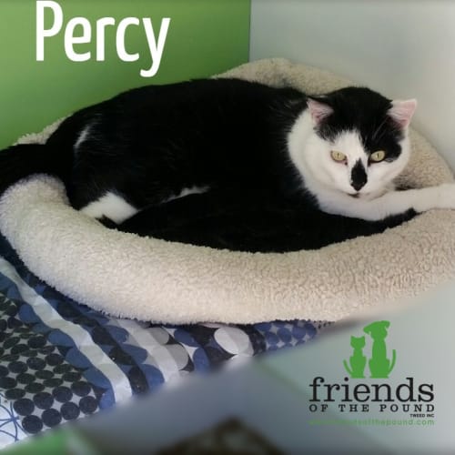 Percy