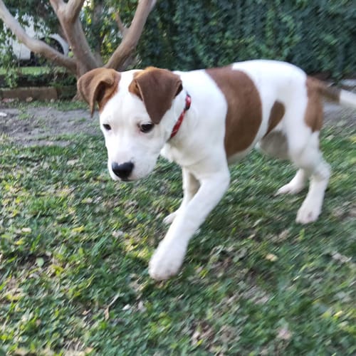 Dana ~ Mastiff x (on trial 9/10/19)