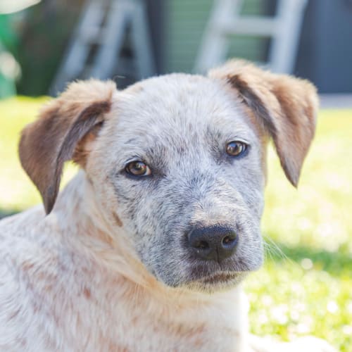 Billy ~ Cattle dog pup ~ On Trial 13/12/2019
