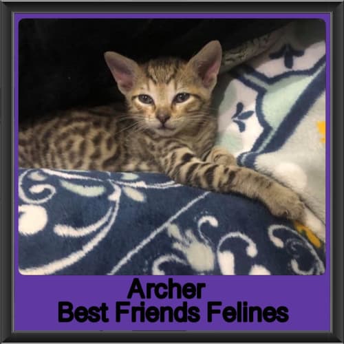 Archer 