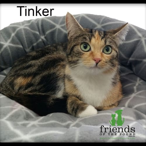 Tinker