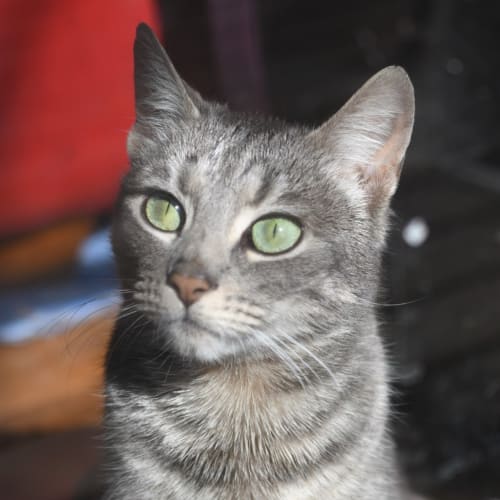 Agnes