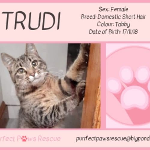 Trudi