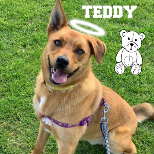 Teddy 