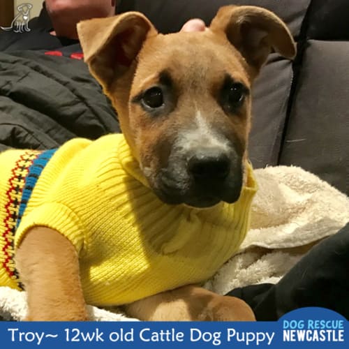 Troy ~ Cattle Dog (on trial 10/10/19)