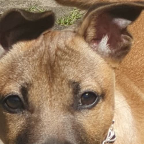 Lilly 