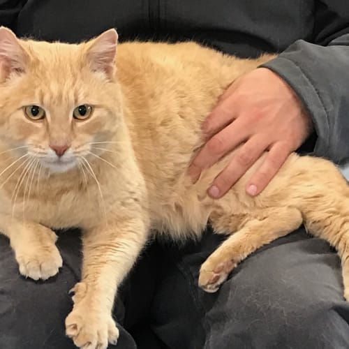 Garfield