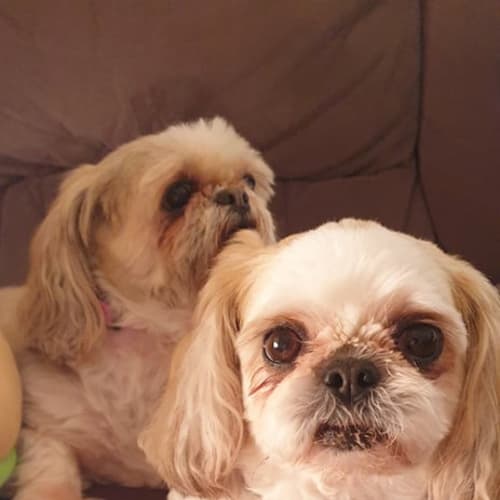 Lulu & Cookie ~ Shih Tzu pair (on trial 28/10/19)