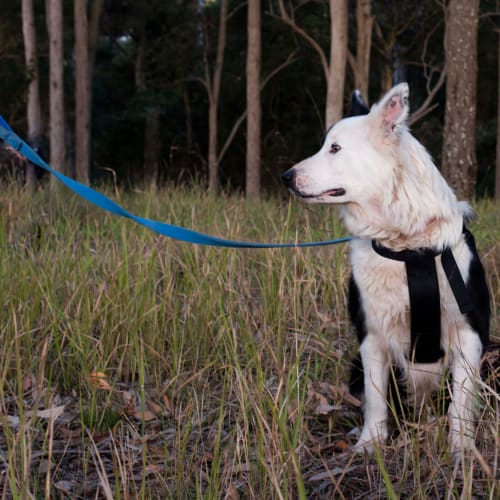 Shadow ~ border collie (on trial 5/10/19)
