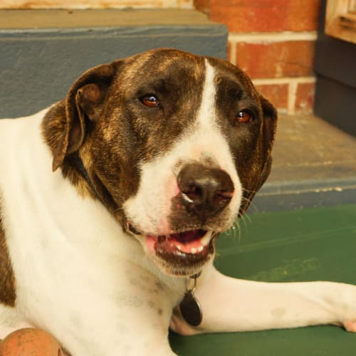 Ralph ~ 2.5yo Bull Arab x (On trial 7/12/19)