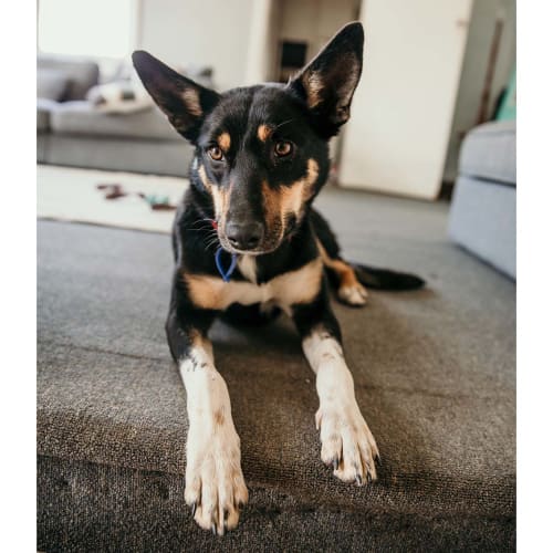 Butler ~ Kelpie (on trial 9/10/19)