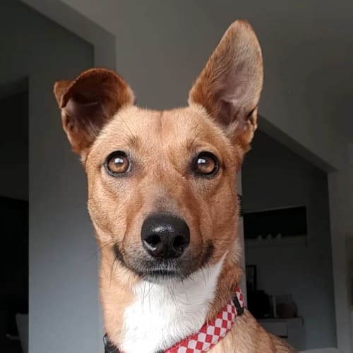 Ella