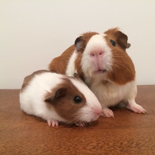 Pancakes and Waffles