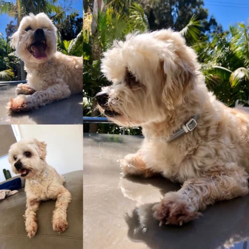 Scooby (part of a bonded pair with Marlee)