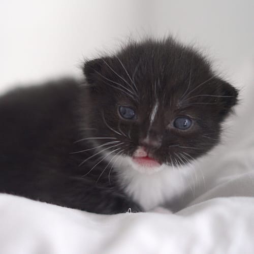 Captain ~ kitten (on trial 4/10/19)