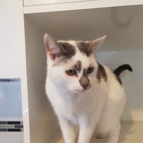 Kimba