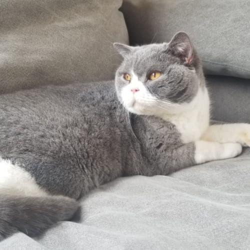 Oliver (Ollie)