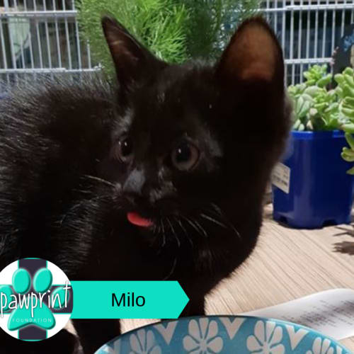 Milo