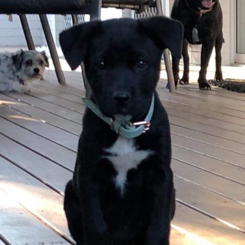 Stella 
