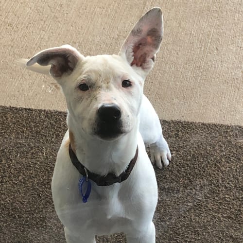 Bella ~ Cattle X Staffy X Wolfy (on trial 18/1)