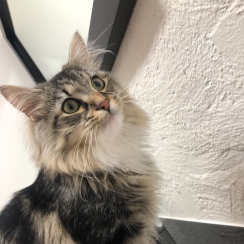 Cisco -  Meet me in Cat Lounge/Neko HQ Preston