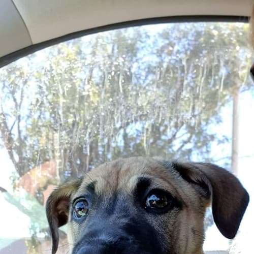 Puppy Summer DL2252