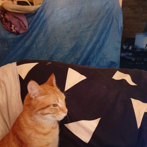 Tig 