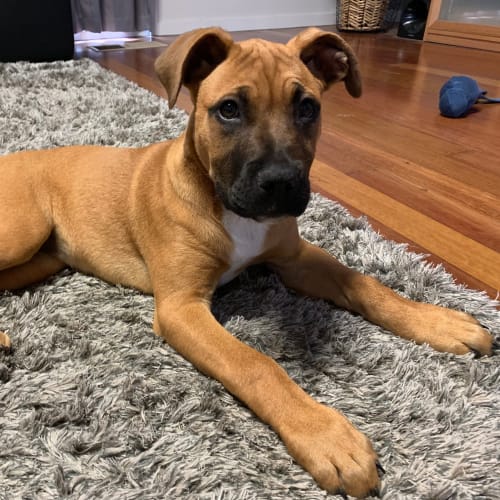 Roxy ~ Staffy X Ridgeback (on trial 30/9/19)