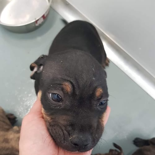 Puppy Frasier DL2260