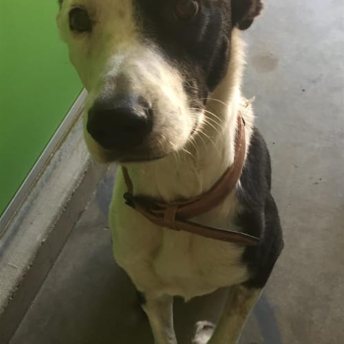 Maggie