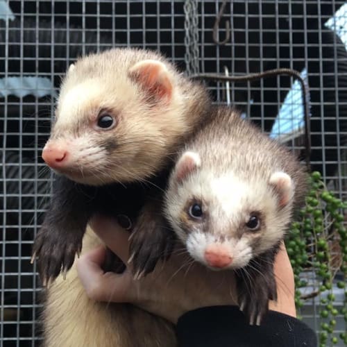 Bella & Mouse
