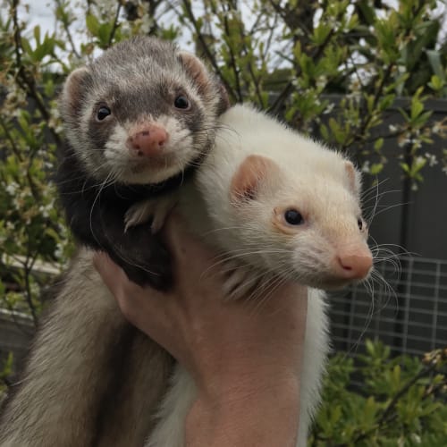 Yoshi & Ruby 
