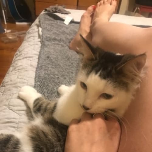 Teddy - Located in Preston