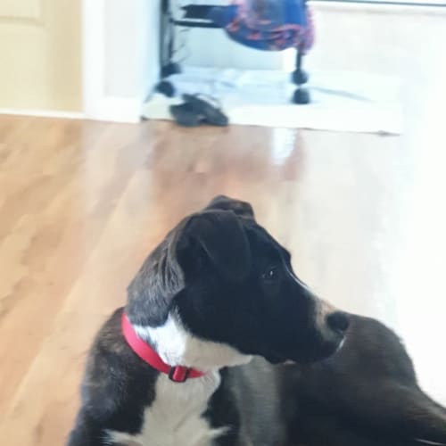 Sadie