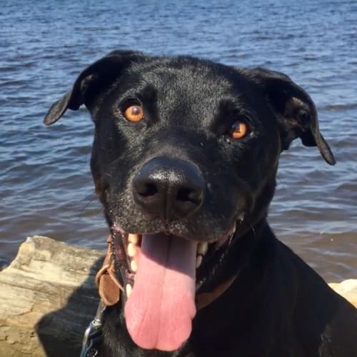 Sebastian ~ Mastiff ~ On Trial 27/10/19