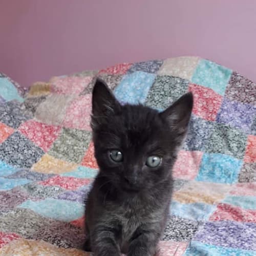 Zuko 