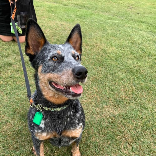 Maggie DL2254
