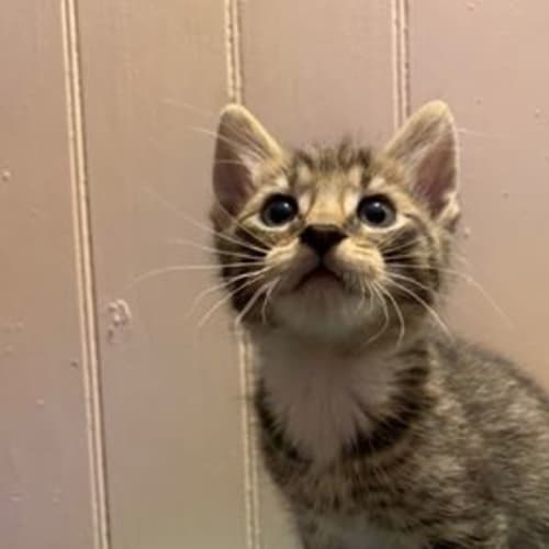 Khan