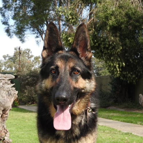 Max - Meet and Greet organised