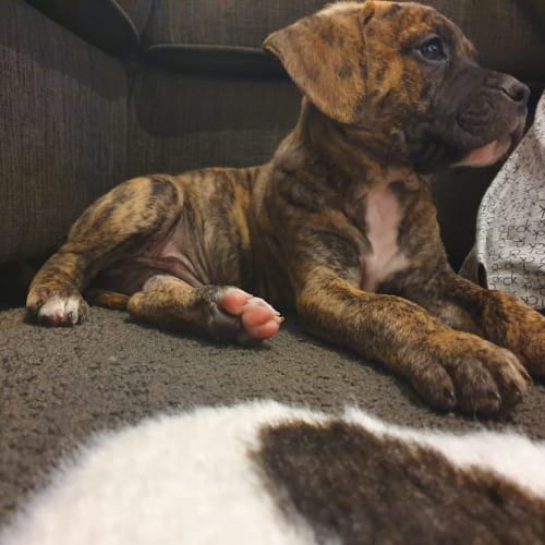 Puppy Billy DL2263